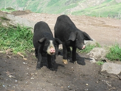 Zuschauer - Ecuador